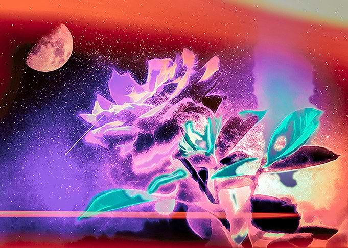 MOONLITE ROSE
