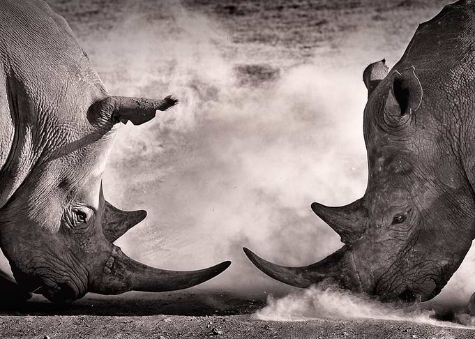Behemoth Battle