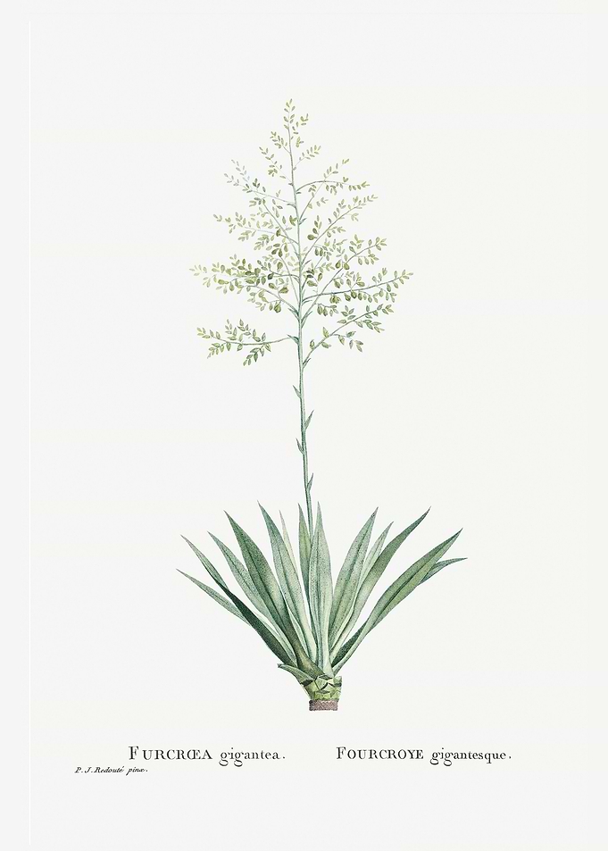 Furcraea Gigantea