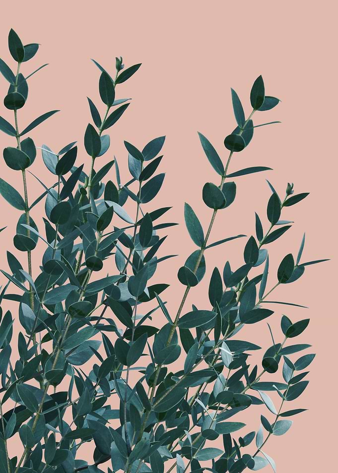 Eucalyptus Delight 4