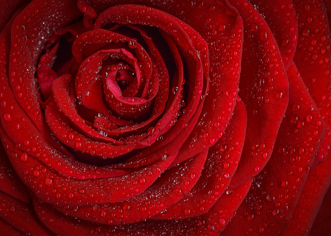 Red Rose