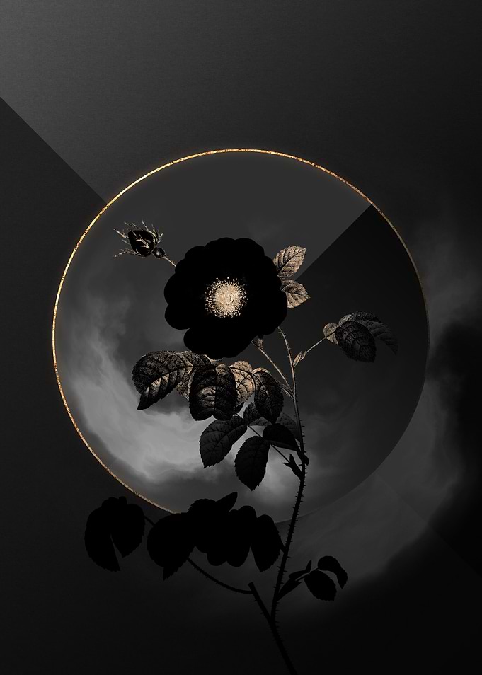 Shadow Rose Black and Gold