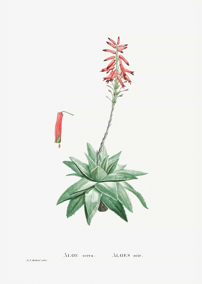 Aloe Serra