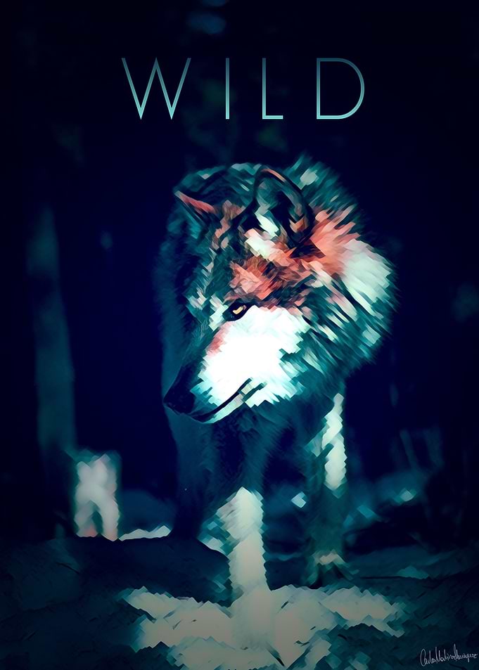 WILD Wolf