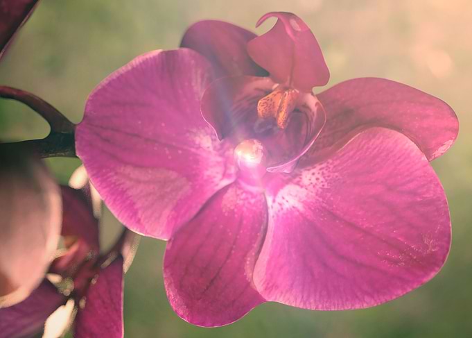 Orchids