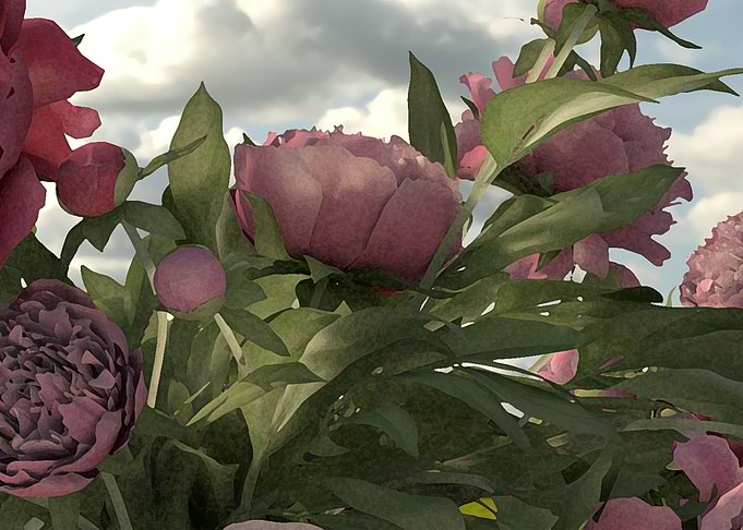 Peony