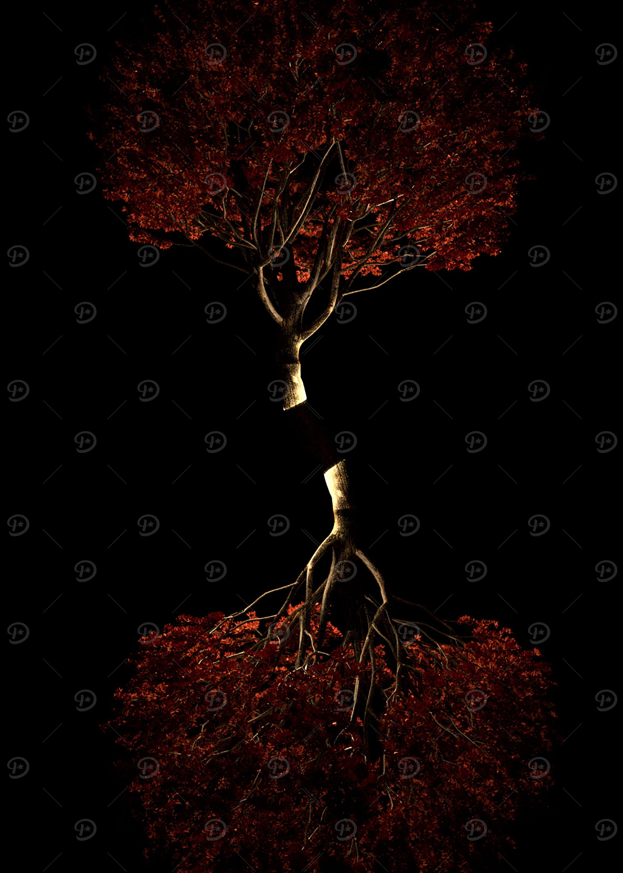 Acer