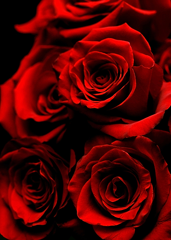 Red Roses