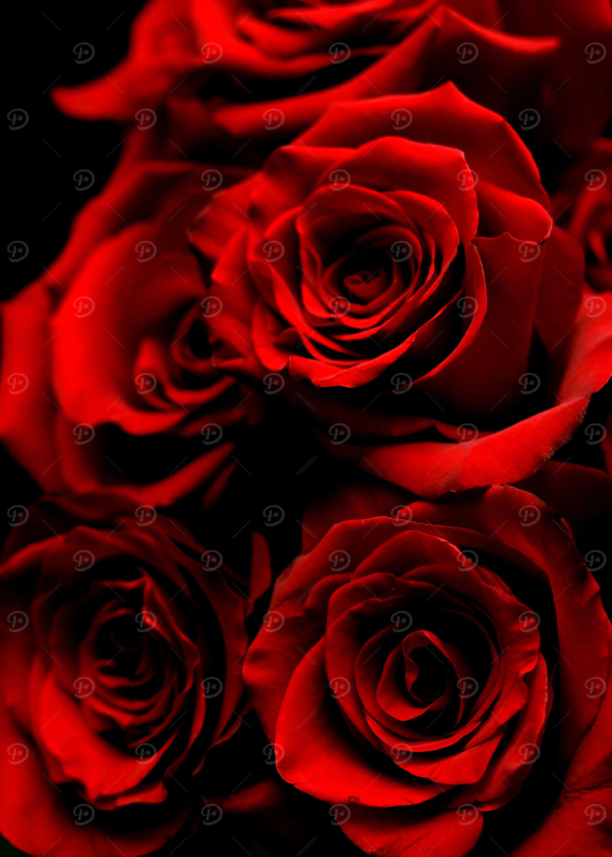 Red Roses