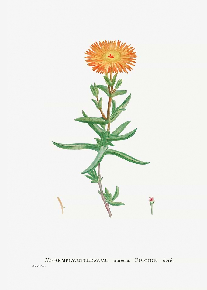 Mesembryanthemum Aureum