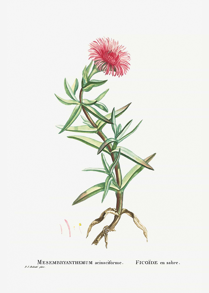 Mesembryanthemum