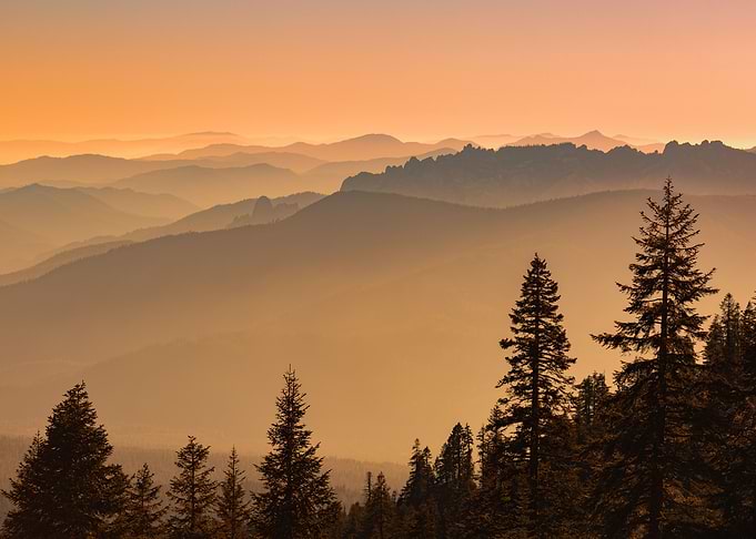 Sunset Pine Trees
