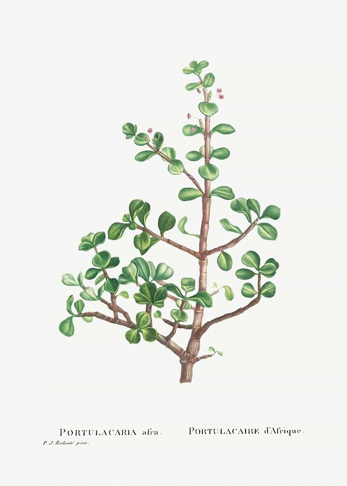 Portulacaria Afra