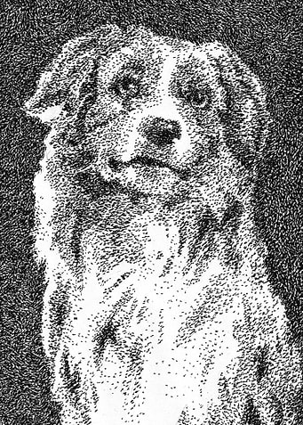 Pet portrait