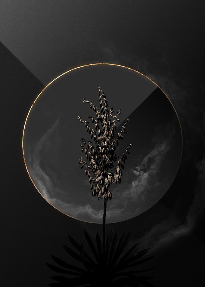 Dark Adams Needle Gold