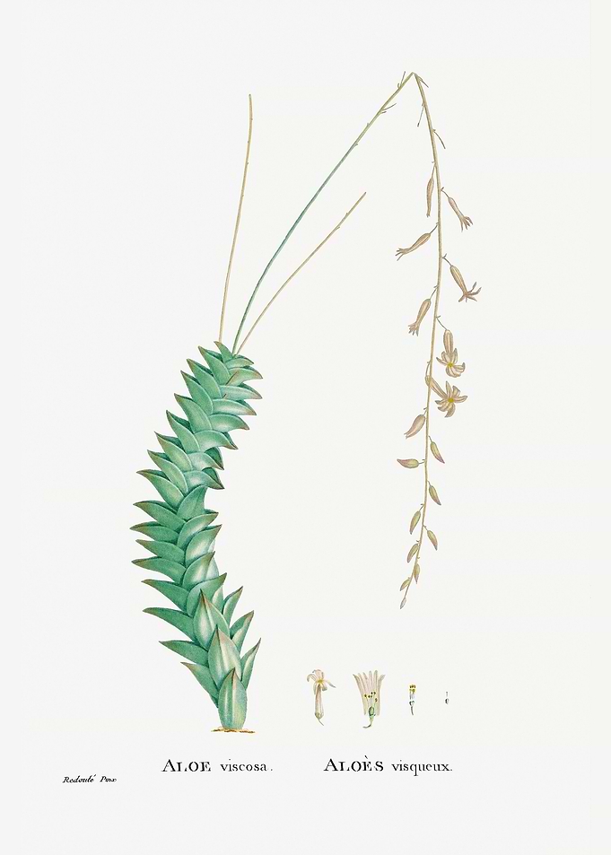 Aloe Viscosa