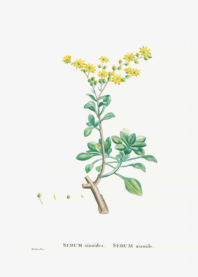 Sedum Aizoides