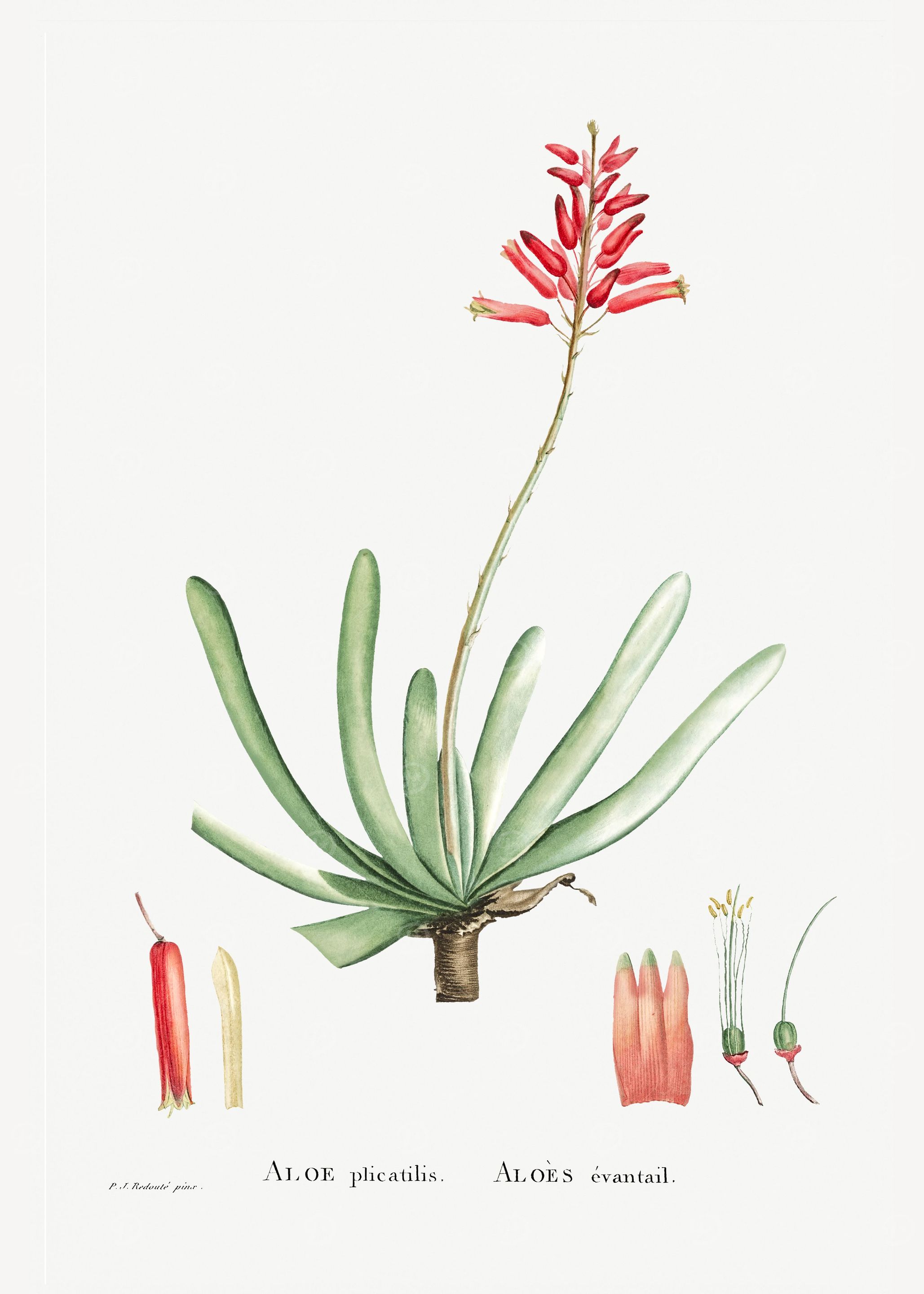 Aloe Plicatilis