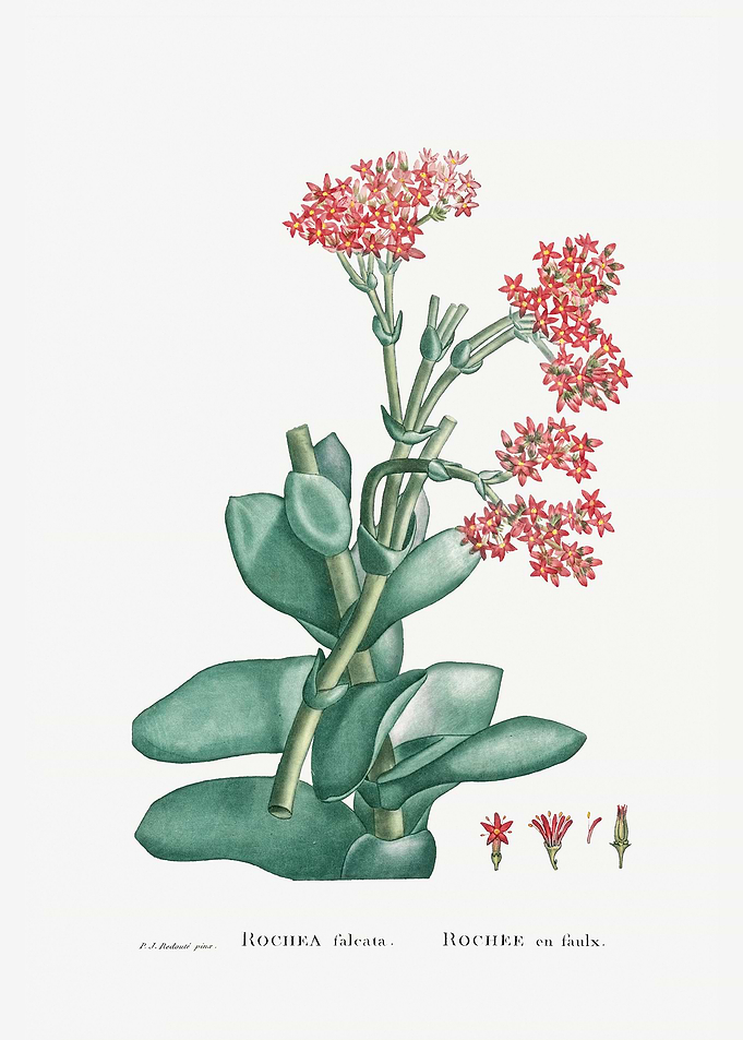 Rochea Falcata