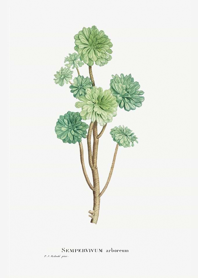 Sempervivum Arboreum