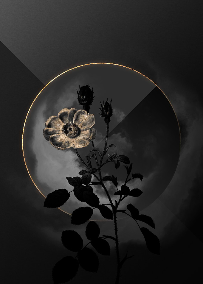 Shadow Rose Black and Gold