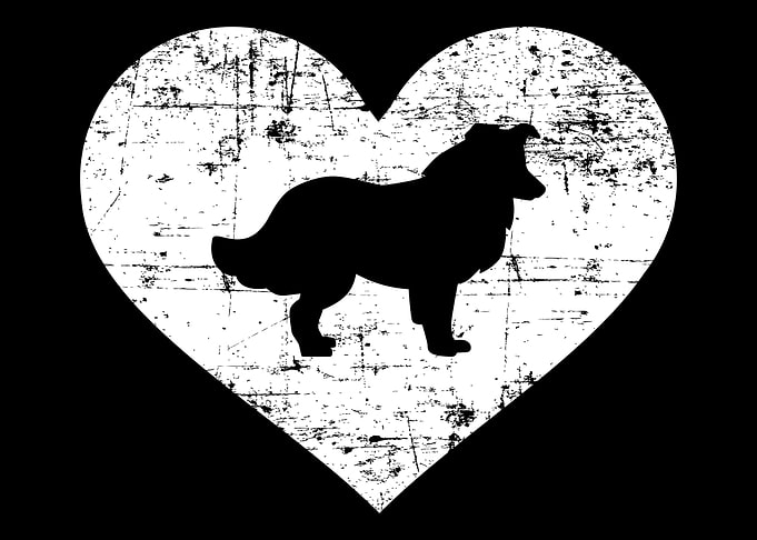 Collie