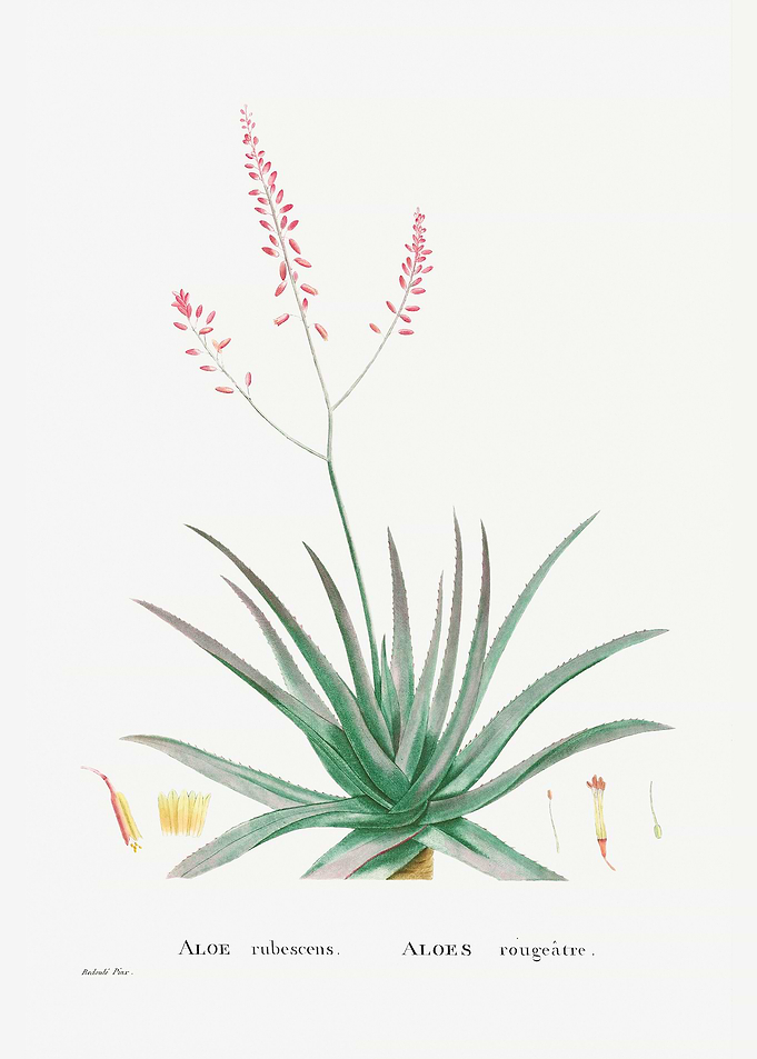 Aloe Vera