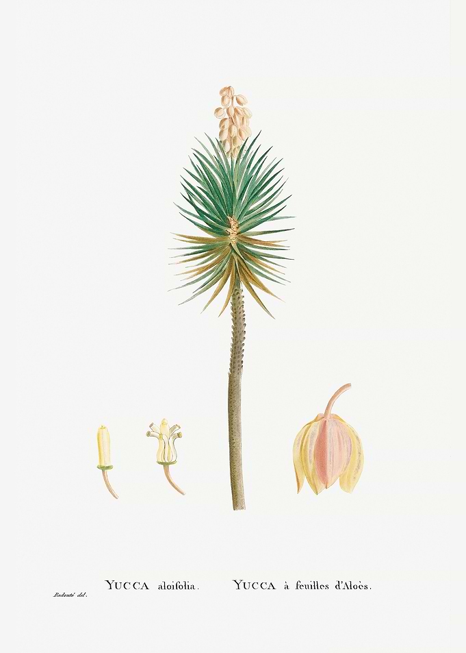 Yucca aloifolia Aloe Yucca