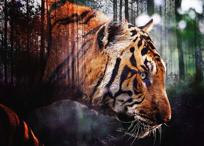 Tiger Hunter