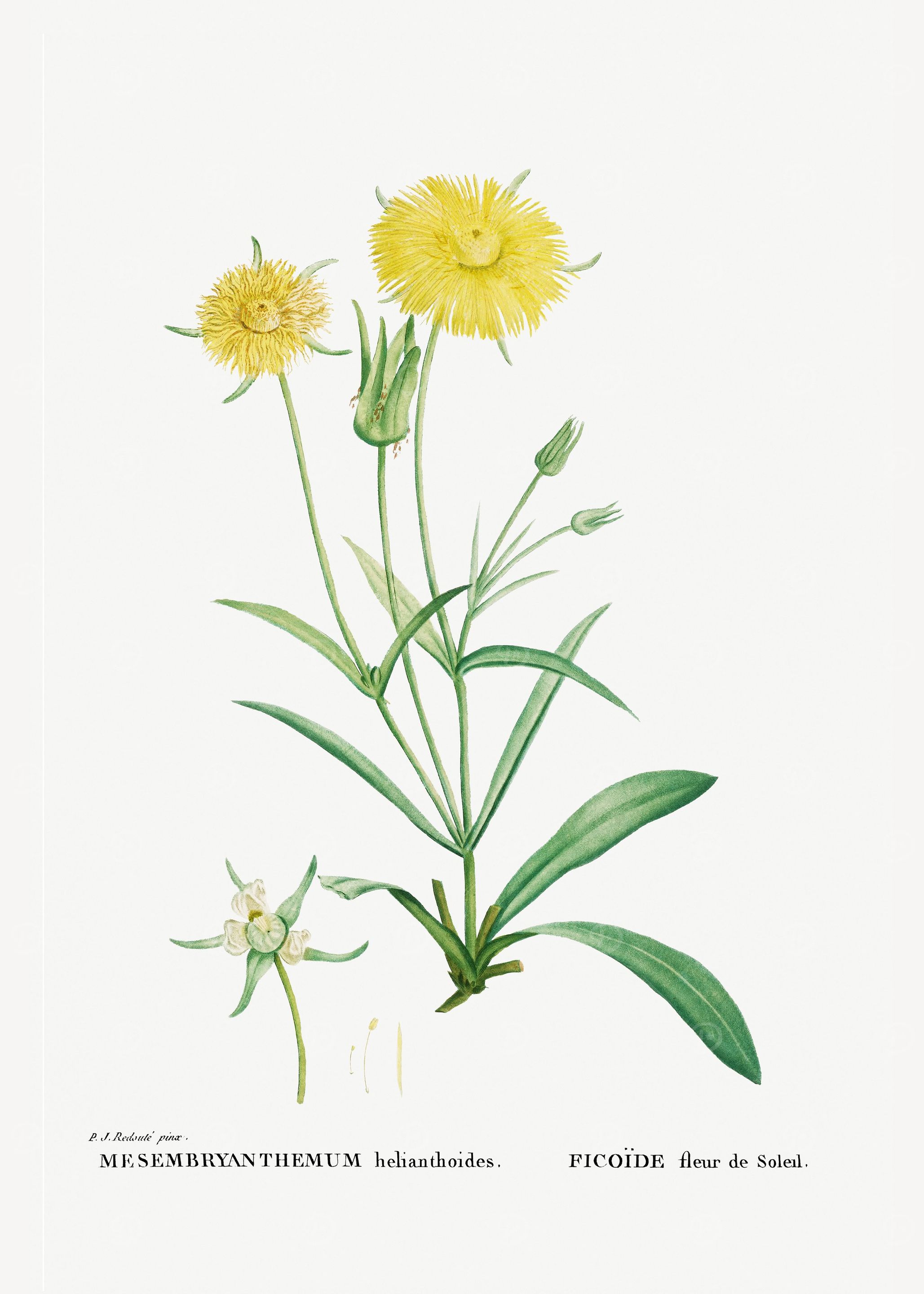 Mesembryanthemum