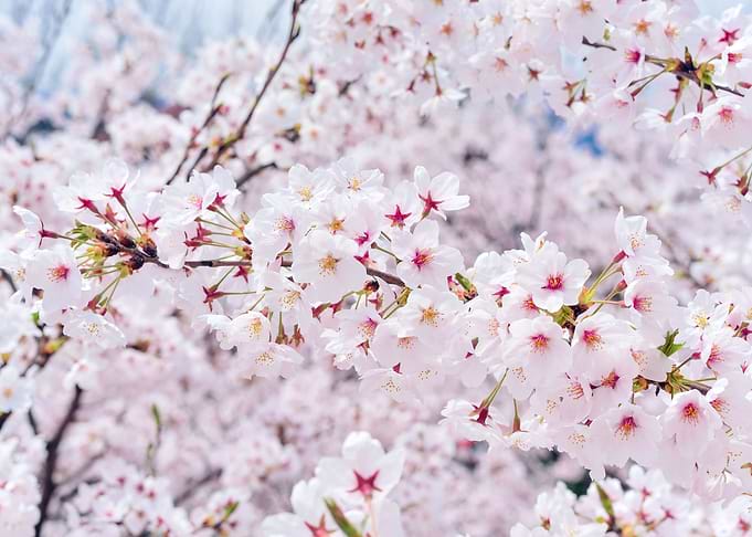 Japanese Cherry Blossoms