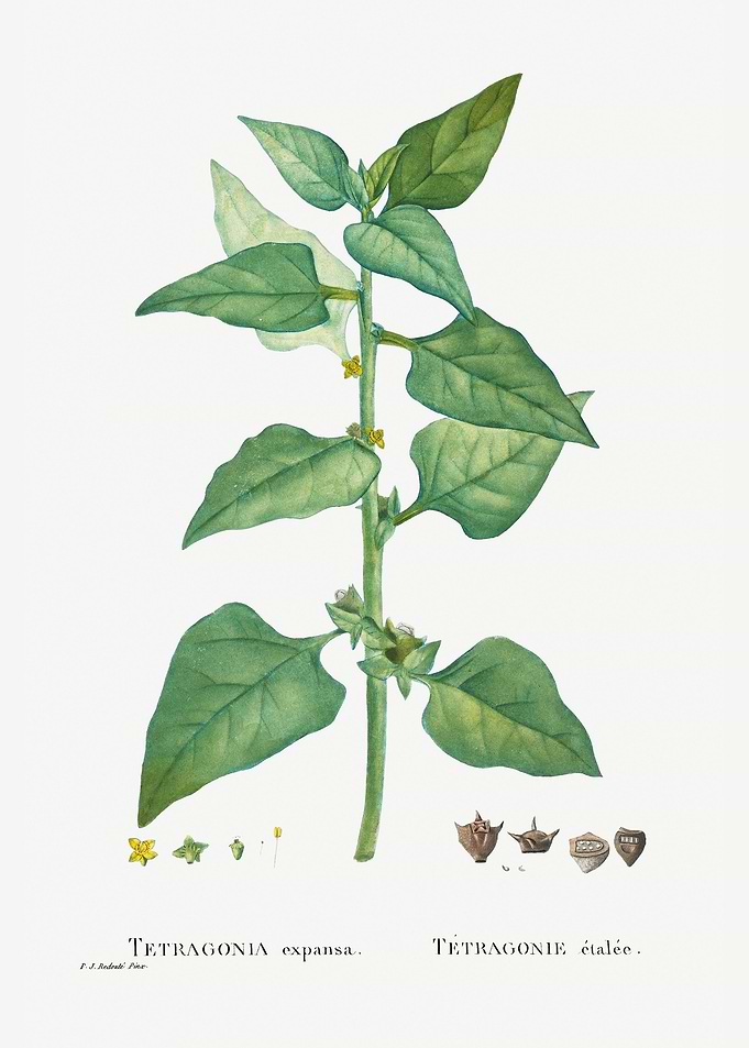 Tetragonia Expansa