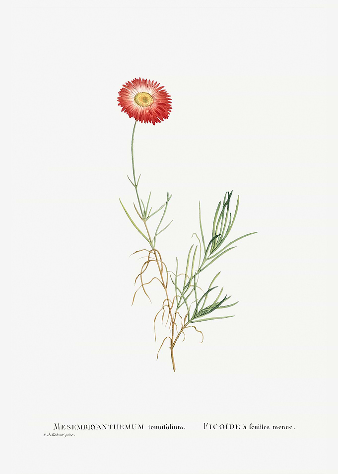 Mesembryanthemum