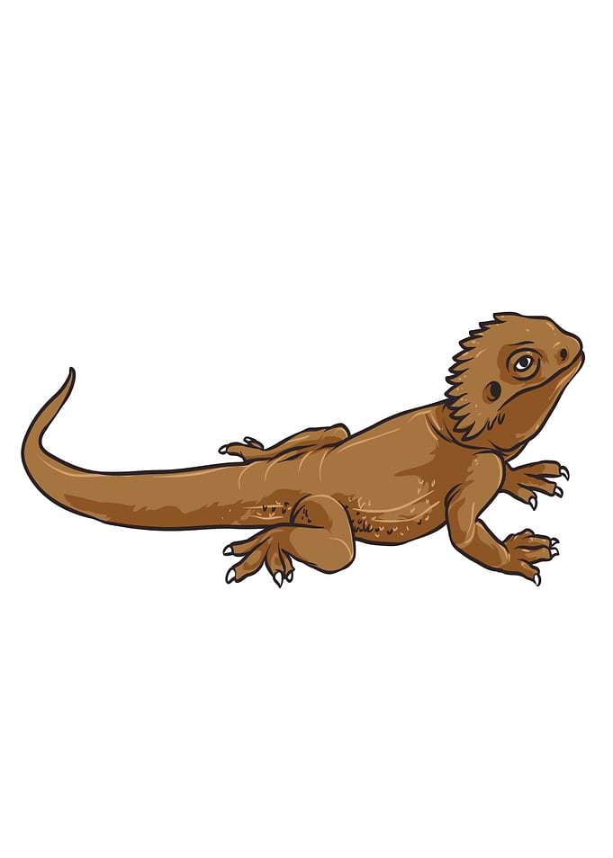 Iguana