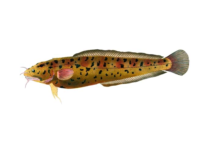 Cod Gadus Tricirratus