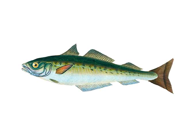 Coal Fish Gadus