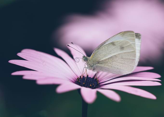 nature beauty flower