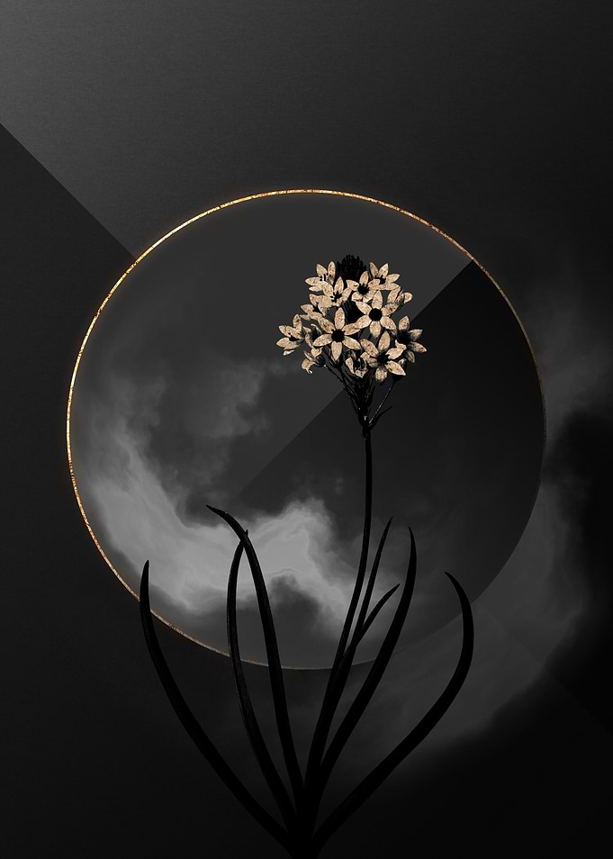 Dark Starflower Black Gold