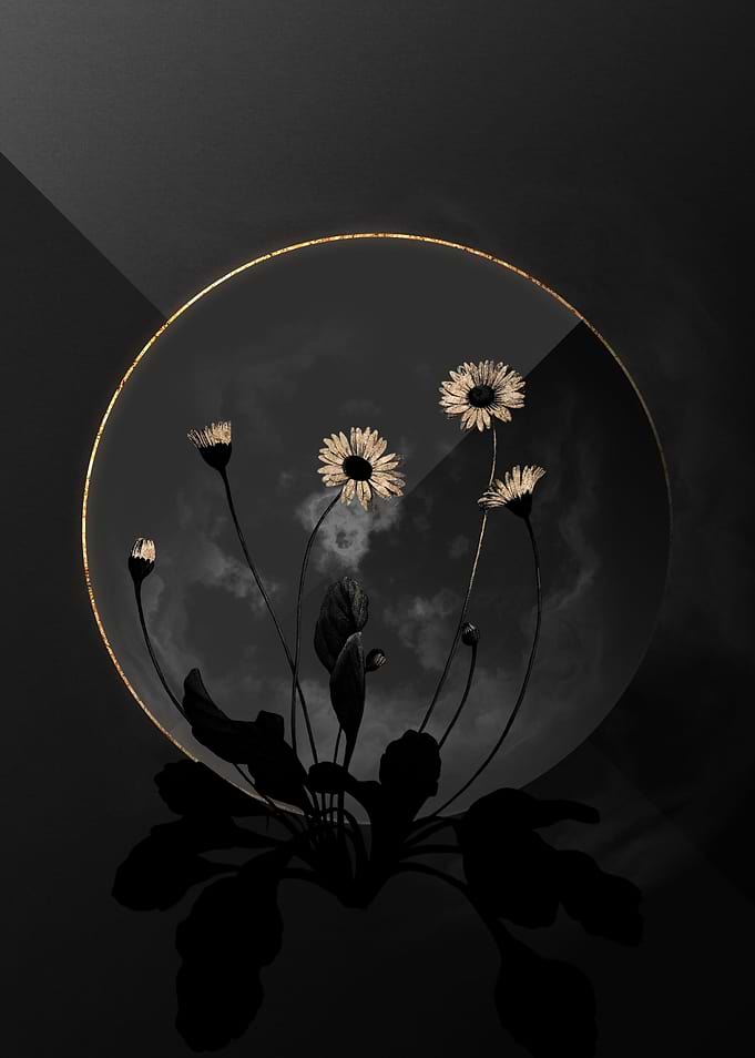 Dark Daisy Black and Gold