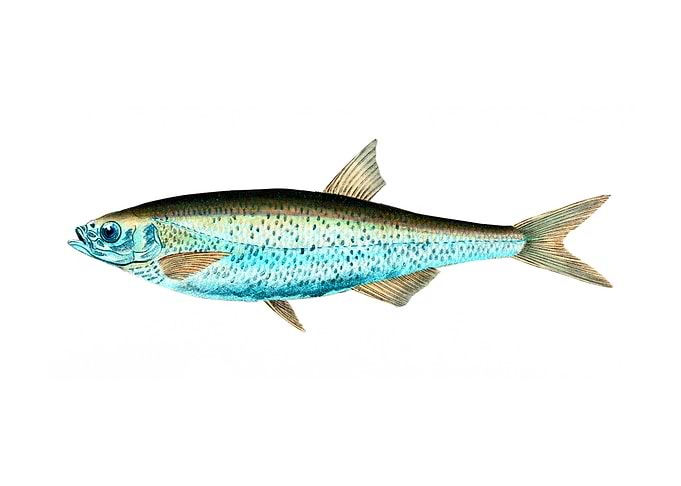 Bleak Cyprinus Alburnus