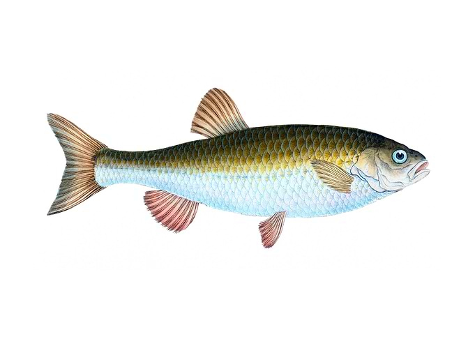 Chub Cyprinus Jeses