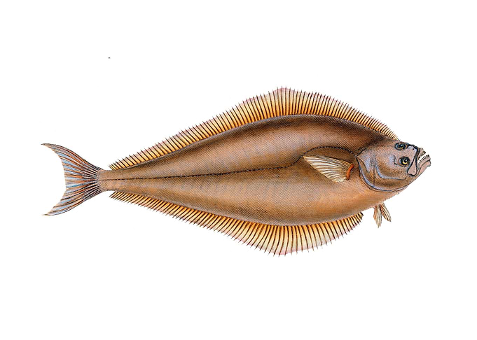 Atlantic halibut