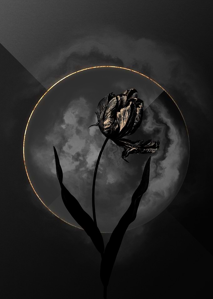 Dark Tulip Black and Gold