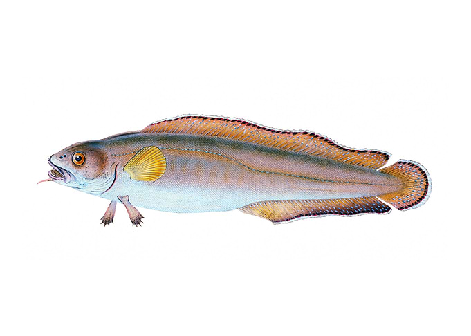 Diminutive Sucker