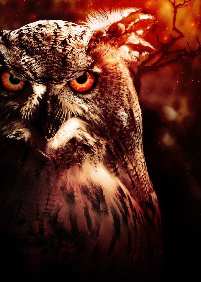 Mystical owl in the sunset