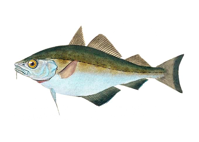 Bib Gadus Luscus