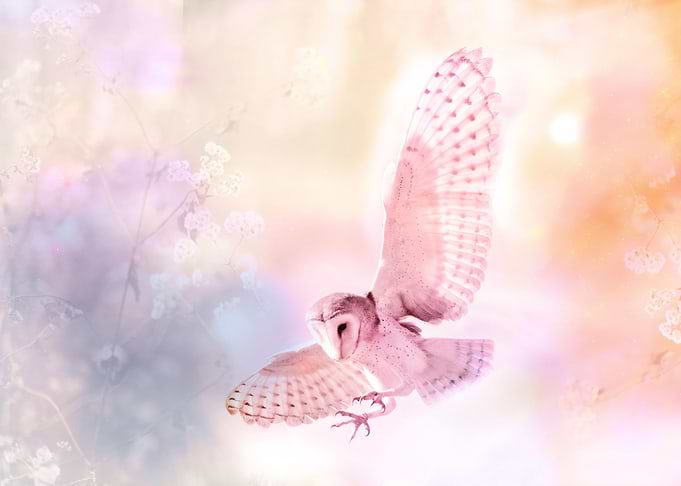 Mystical Owl In soft Color