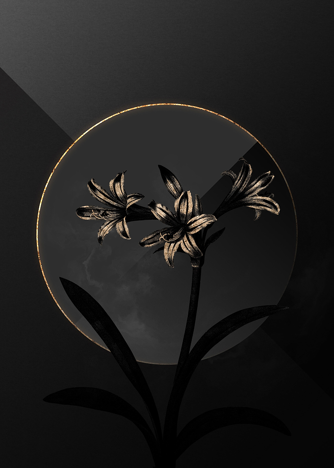 Dark Amaryllis Shadow Gold