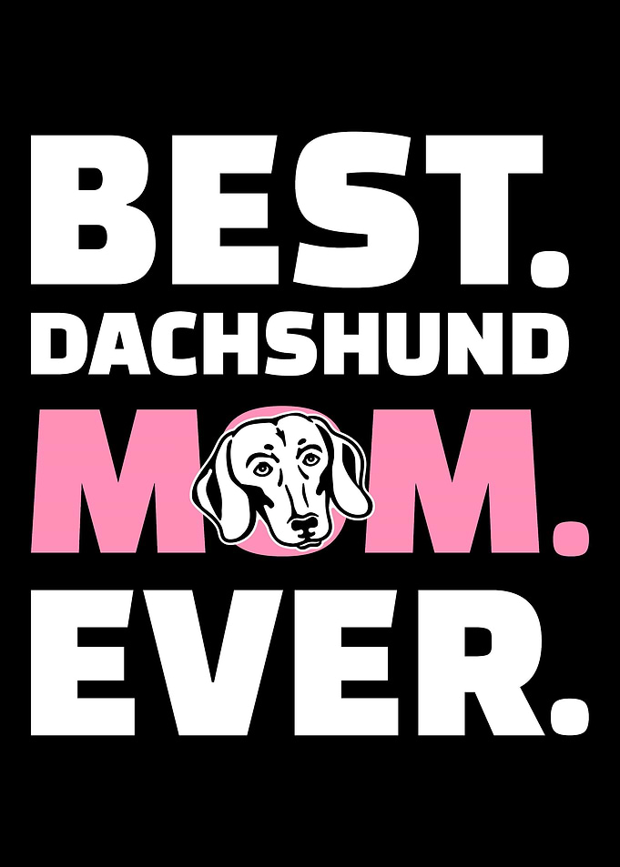 Dachshund