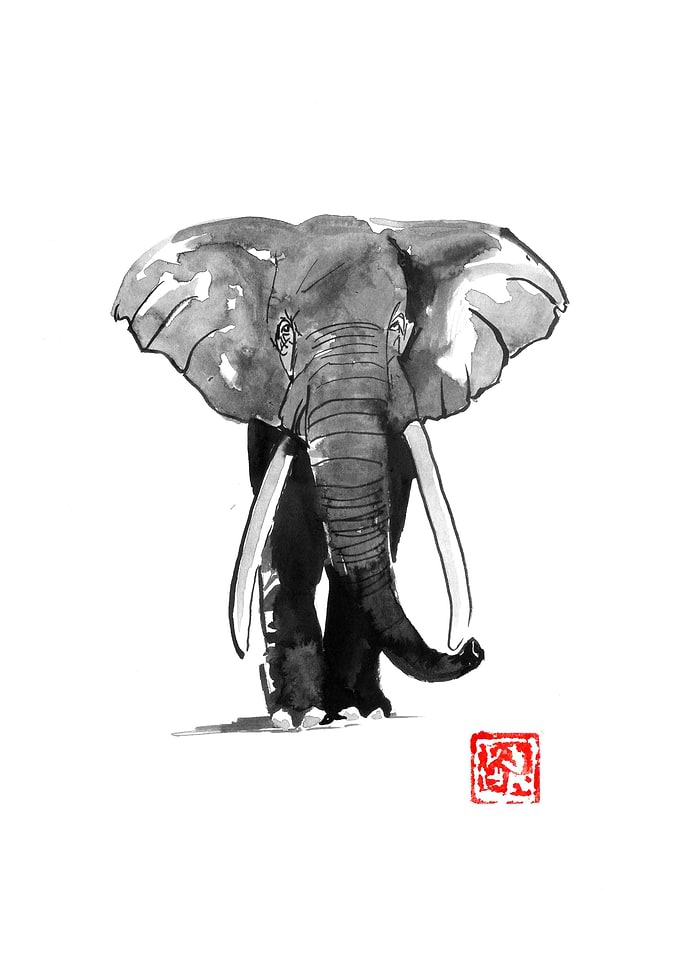 elephant walking